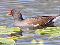 Poule d'eau (ord Anseriformes) (fam Annatides) (Photo F. Mrugala) (01)